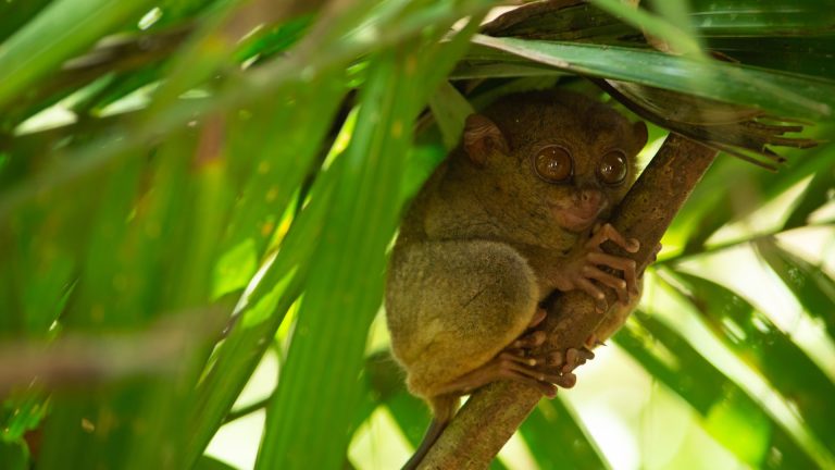 Tarsier Philippines, conseils photo pour ses grands yeux sans flash