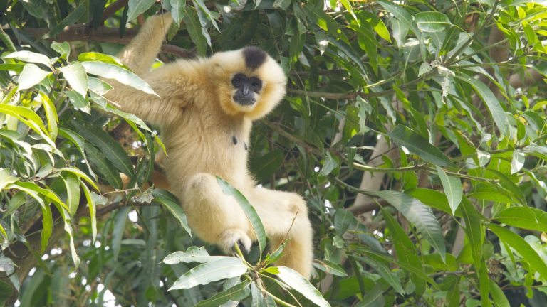 Rencontre avec les gibbons dans la réserve de Bokeo au Laos